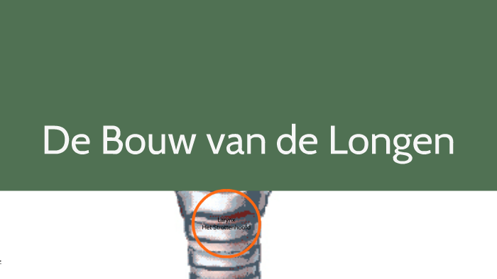 De Bouw van de Longen by Robin Dobbelaere on Prezi