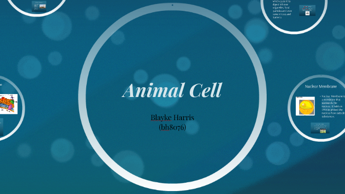 Exploring the Components of an Animal Cell by Blayke Harris on Prezi