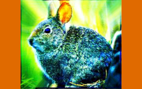 Volcano Rabbit by haleigh minto on Prezi