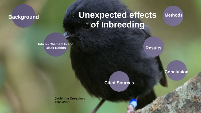 Unexpected Positive And Negative Effects Of Continuing Inbreeding In ...