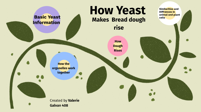 Yeast Presentation by Valerie Galvan