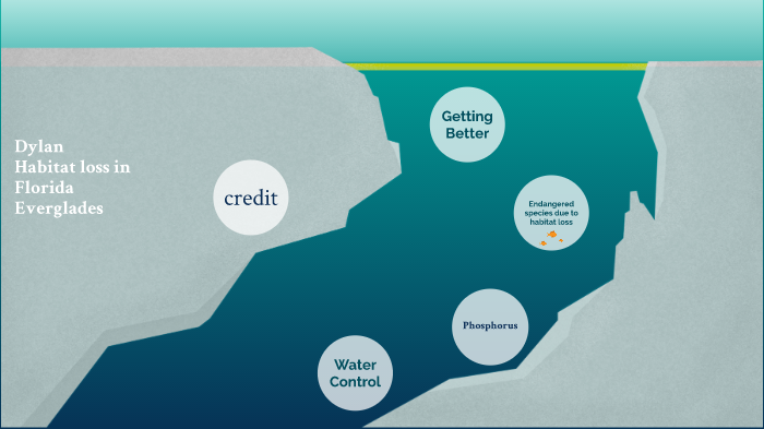 Habitat Loss in Florida Everglades by Dylan Carter