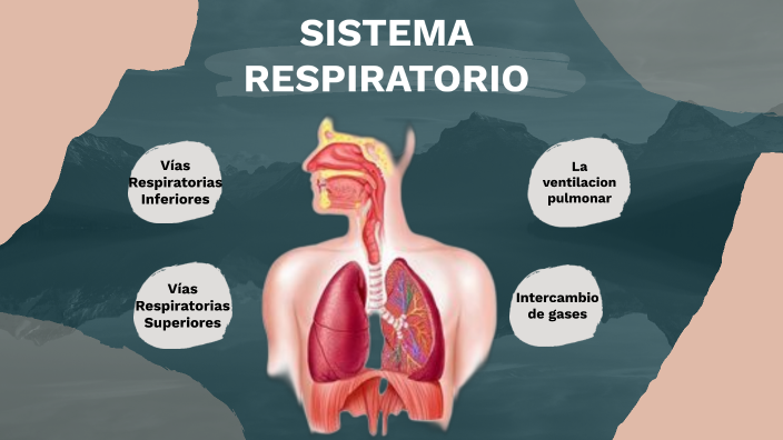 Sistema Respiratorio by Mariano Britez on Prezi