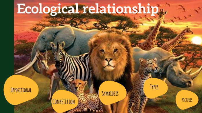 Ecological Relationship By каусар амангазы On Prezi