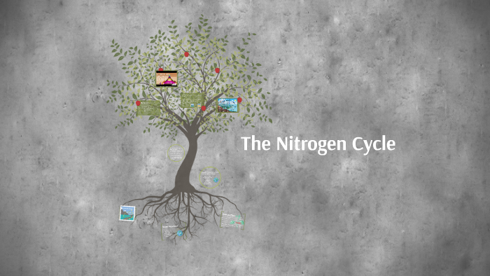The Nitrogen Cycle by Daphne N on Prezi