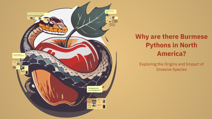 Why are there Burmese Pythons in North America? by Quentin Bautista on ...