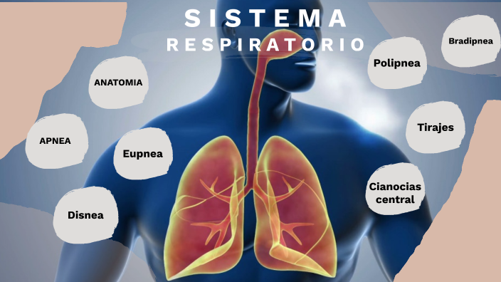 sistema respiratorio by roo g on Prezi