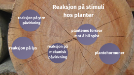 Reaksjon på stimuli hos planter
