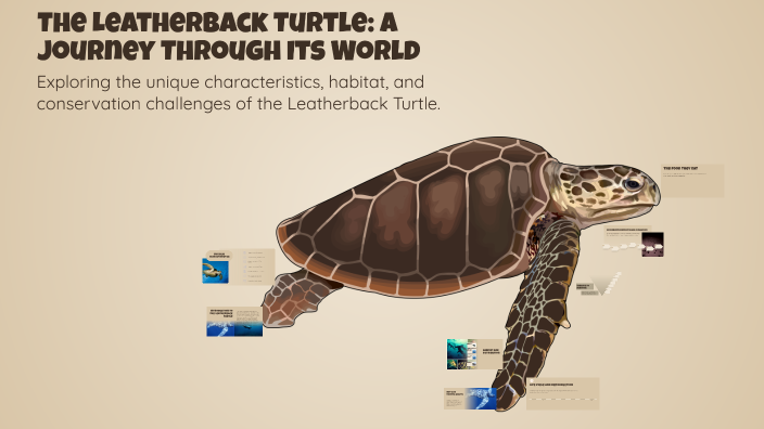 The Leatherback Turtle: A Journey Through Its World by Pyae Hmue on Prezi