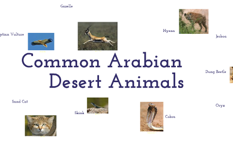 Arabian Desert Animals by andy maas