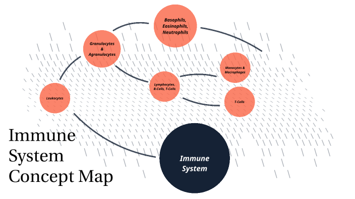 Immune System Concept Map By Scarlett Haberacker On Prezi