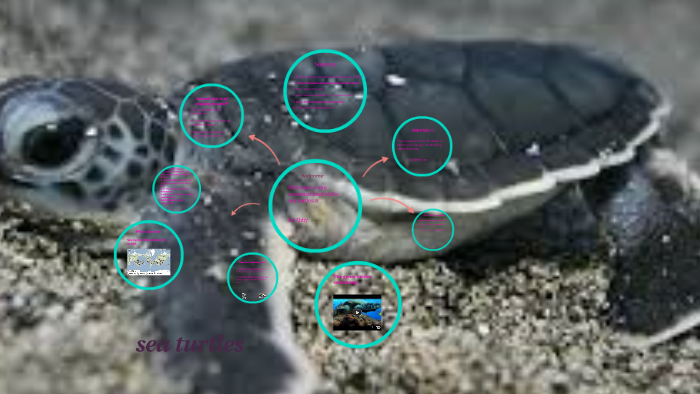 Sea Turtles by Abby Hays by Jesse McClelland on Prezi