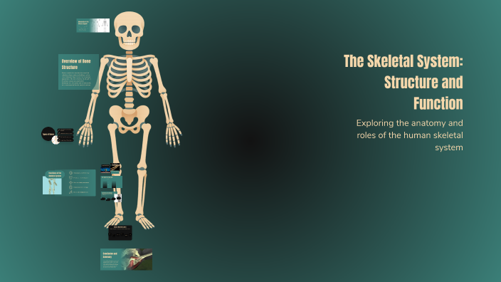 The Skeletal System: Structure and Function by Edwin Becerra on Prezi