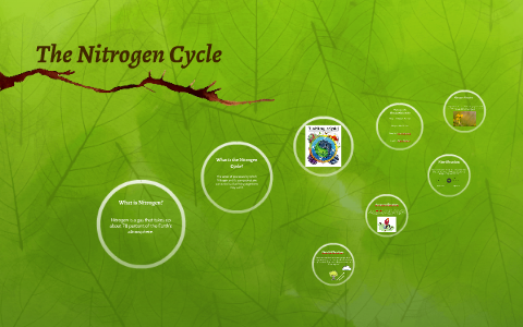 The Nitrogen Cycle by Craig Anderson on Prezi