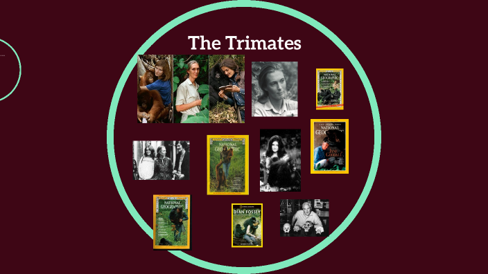 The Trimates The Trimates (formerly known as Leakey's Angels) by Jacqueline Calvert ...