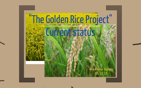 Golden Rice Risk Assessment by Oliver Stengel on Prezi