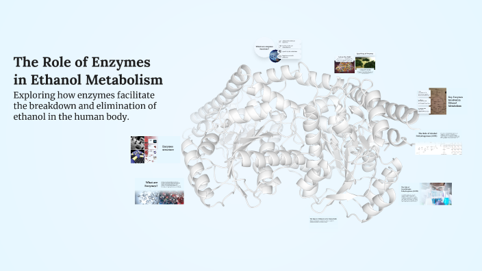 The Role of Enzymes in Ethanol Metabolism by Pietro Giuffredi on Prezi