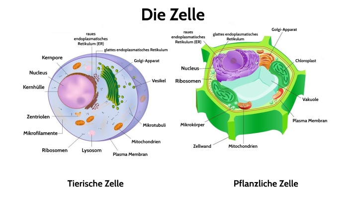 Die Zelle by Alejandro Escalera