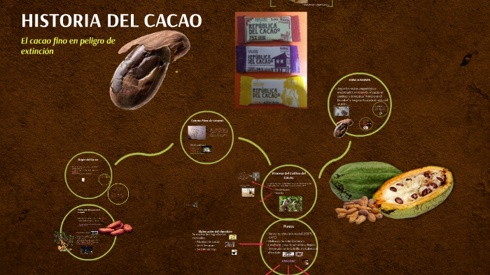 Cual Es El Origen Del Cacao