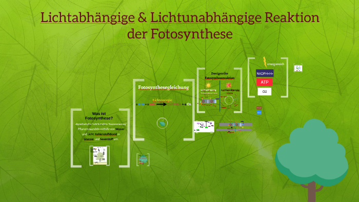 Lichtabhängige Reaktion Der Photosynthese Dunkel- und Lichtreaktion der Photosynthese by Wenke Poth on Prezi