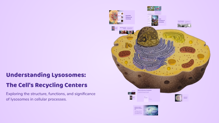 Understanding Lysosomes: The Cell's Recycling Centers by Imane Ahmamad ...