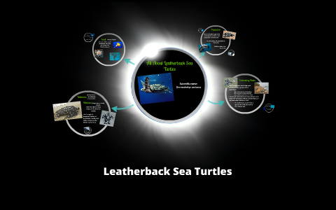 Sea Turtles by Abi Hendrix on Prezi