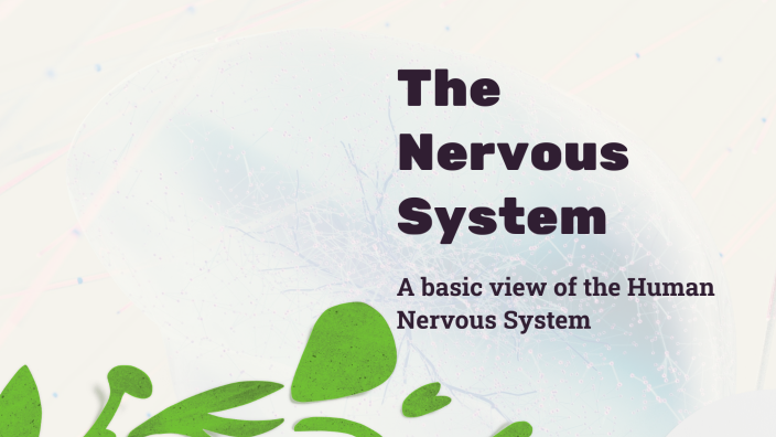 The Nervous System by Owen Daly on Prezi