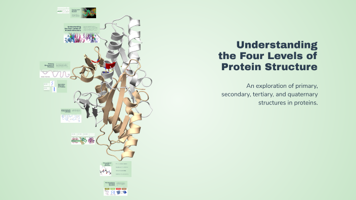 Understanding the Four Levels of Protein Structure by John Raphael ...