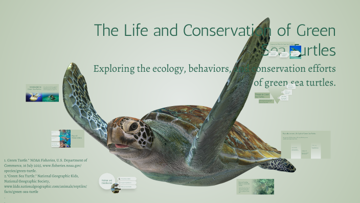 The Life and Conservation of Green Sea Turtles by AMya Johnson on Prezi