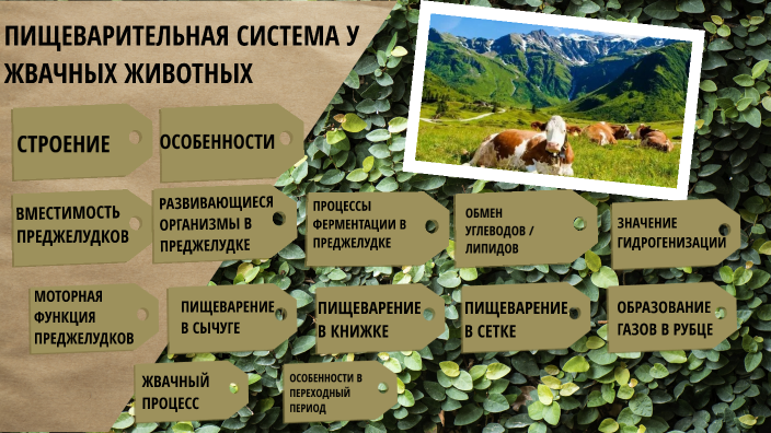 пищеварительная система жвачных животных by Сафия Кандовая on Prezi