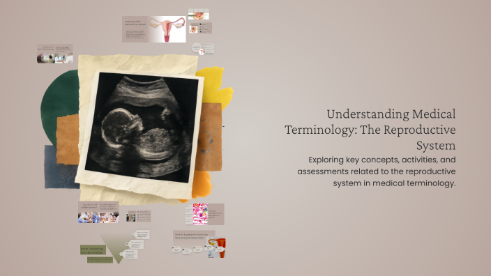 Understanding Medical Terminology: The Reproductive System by Melissa ...