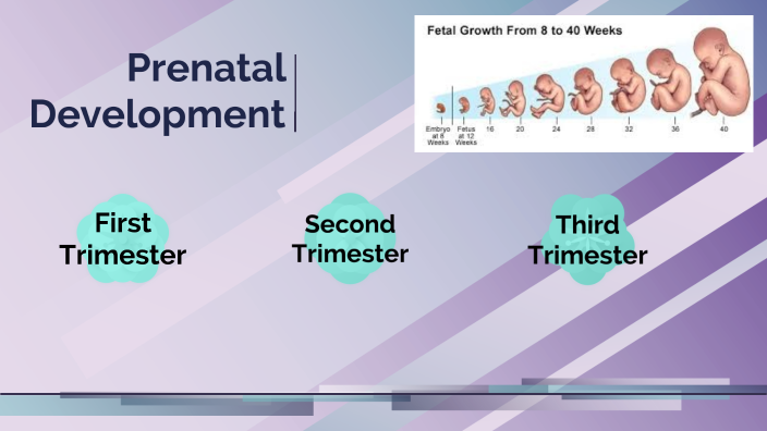 Prenatal Development by Emma Daku on Prezi