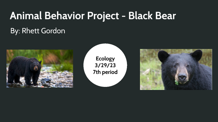 animal-behavior-project-by-rhett-gordon