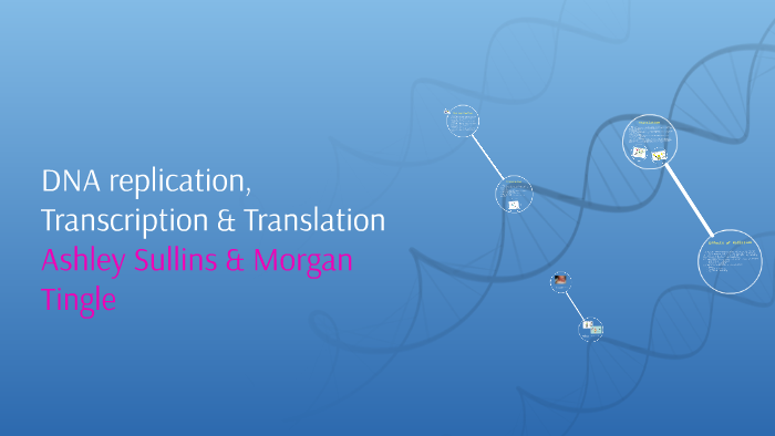 DNA replication, Transcription & Translation by ashley sullins on Prezi