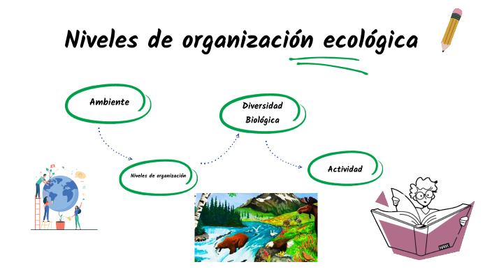 niveles de organización ecológica by leiddy elizabeth chuquimarca