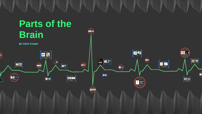 Parts of the Brain by Claire Cooper on Prezi