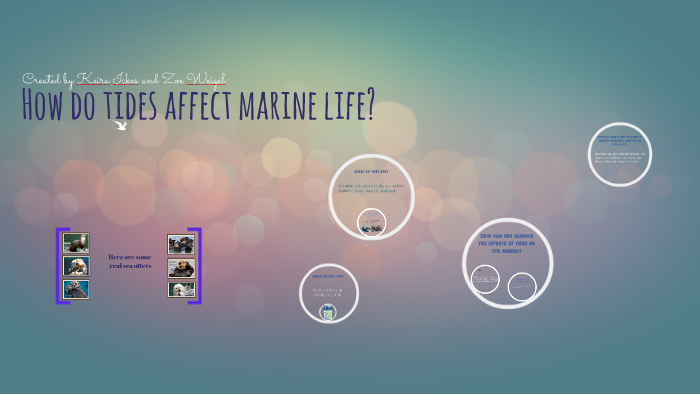 How Do Tides Affect Marine Life