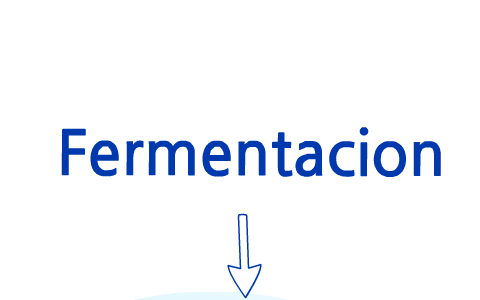 Fermentacion lactica y alcoholica by francisco martinez on Prezi Next