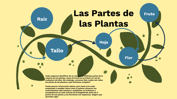 Las Partes De Las Plantas By Federico Gyemant On Prezi Las Partes De Las Plantas By Federico Gyemant On Prezi