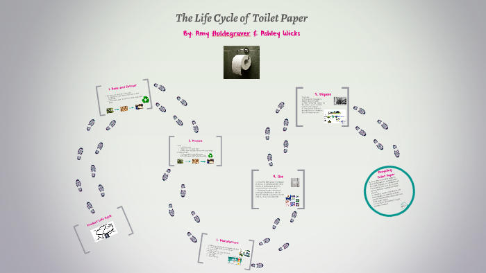 
    The Life Cycle of  Toilet Paper  by Amy Holdegraver
