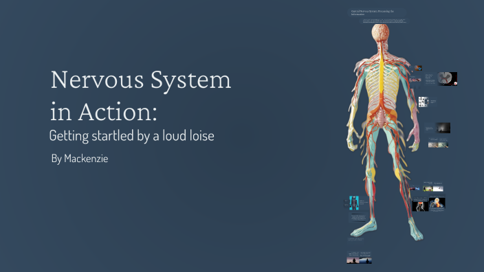 Nervous System in Action: A Storyboard of Response to a Loud Noise by ...