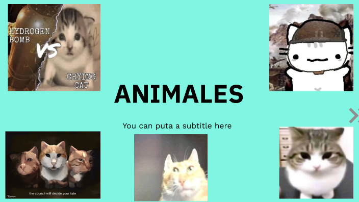 ANIMALES by Jaime Rosas on Prezi