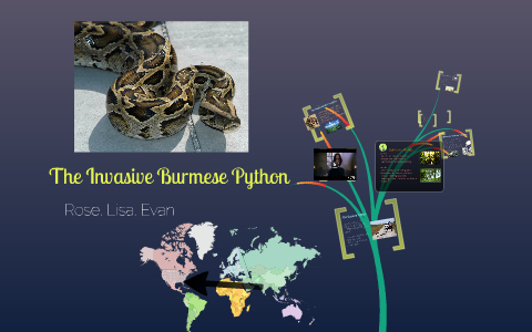 The Invasive Burmese Python by Lisa Liu on Prezi