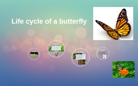 Life cycle of a butterfly by Alice Oswald on Prezi