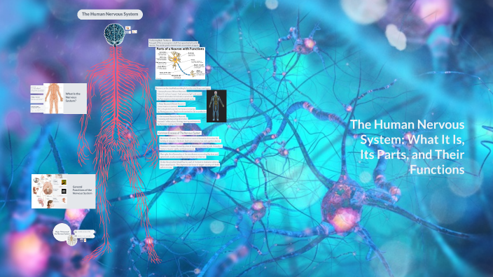 The Human Nervous System: What It Is, Its Parts, and Their Functions by ...