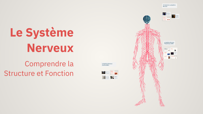 Le Système Nerveux by Abdssadek Kadi on Prezi