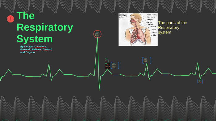 The Respiratory System by Charlie Cagann on Prezi