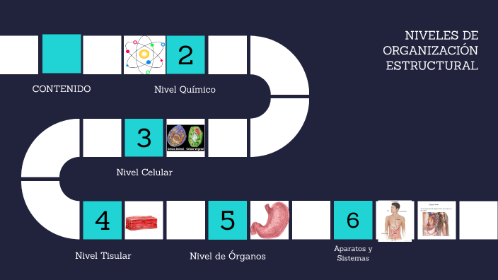 NIVELES DE ORGANIZACION ESTRUCTURAL by YURIKA CRUZ TECO on Prezi
