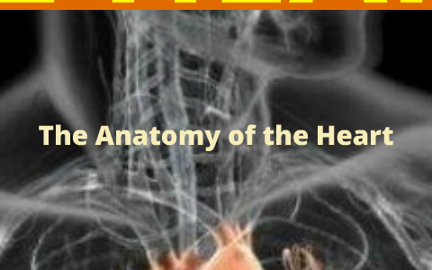 Anatomy of Heart by Krystal Kate Pineda on Prezi