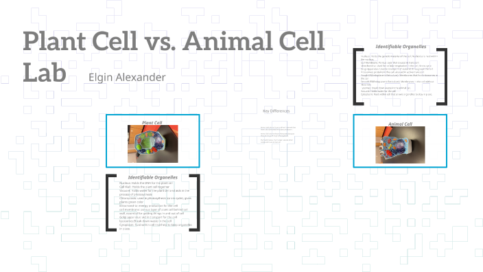 Plant Cell vs. Animal Cell by Elgin Alexander on Prezi